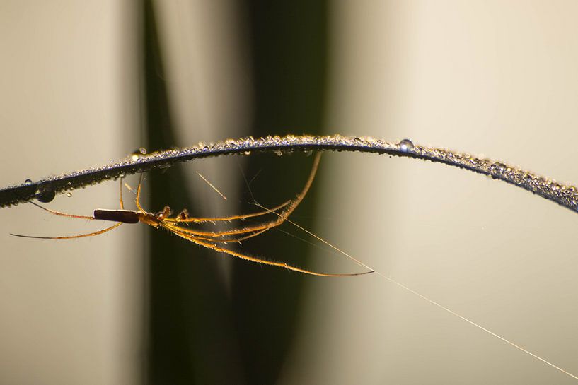 Spinne in der Morgenröte von Frederik lembreght