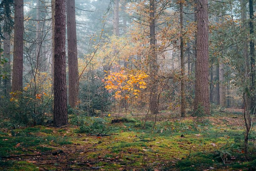 Geel en Groen van Niek Wittenberg