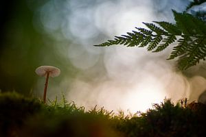 Kleiner Pilz im magischen Wald