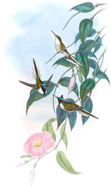 Sun Gem, John Gould by Hummingbirds
