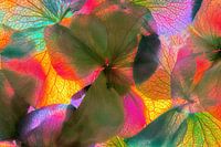 hortensia in kleuren gezet