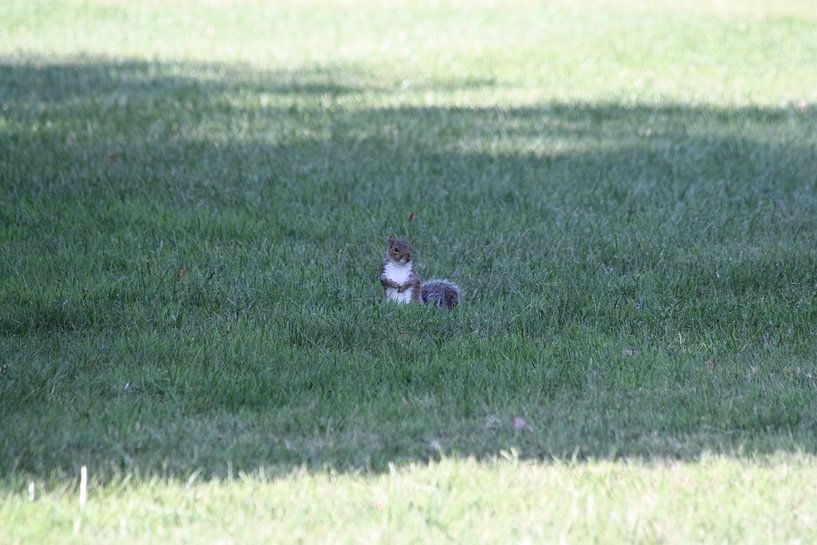 Eekhoorn by Gilian Fijen