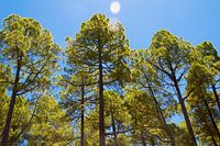 La Palma Bos