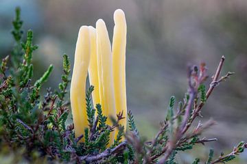 Heathknot fungus by Jos Crooymans