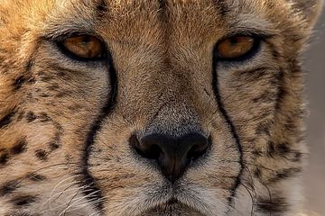 Jachtluipaard, Cheeta. Acinonyx jubatus van Gert Hilbink