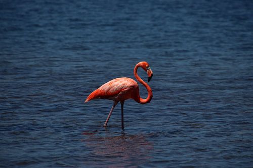 Karibikflamingo