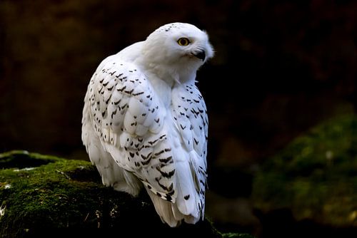 Sneeuwuil, Bubo scandiacus