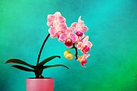 Een kleurenstudie Een roze orchidee in een paarse vaas