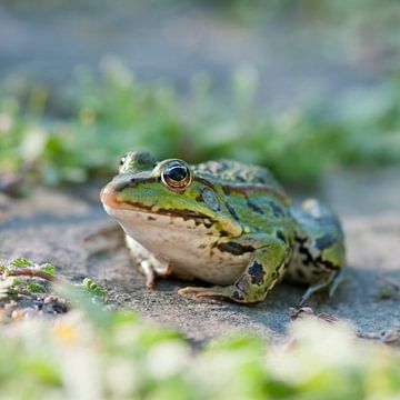 Edible frog (Pelophylax kl. esculentus) von Tamara Witjes