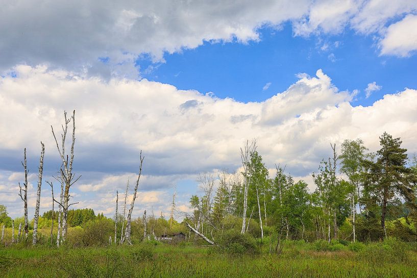 Pfrunger-Burgweiler Ried moorland near Wilhelmsdorf in spring by BlattArt - Christine Horn