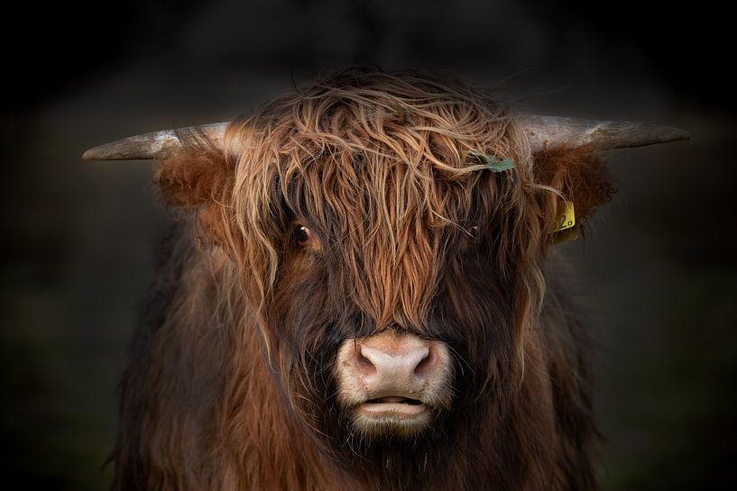 Scottish highlander by M. B. fotografie