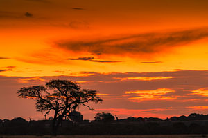 Silhouetted Acacia Tree at Sunset in African Wilderness