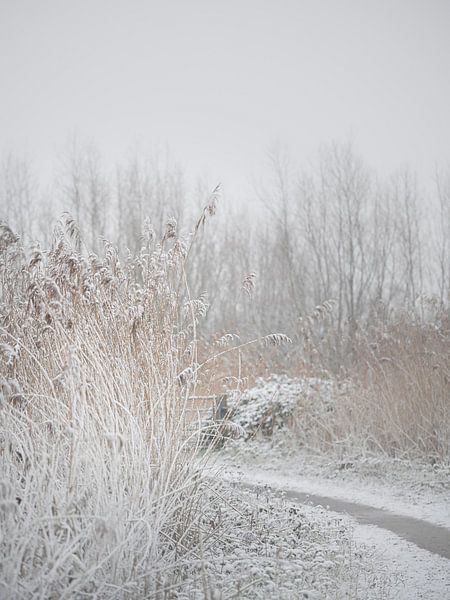 Walking through the snow by Alvin Aarnoutse