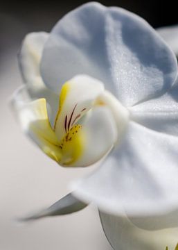 Orchidee macro van Robby Stifter