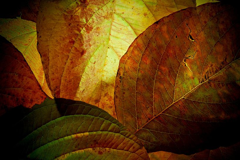 Herfstbladeren 21 van Henk Leijen