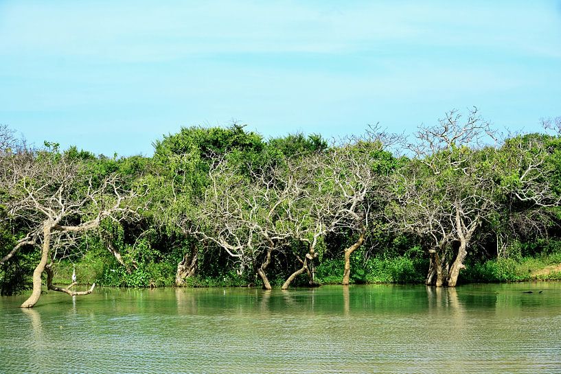 Nature sauvage au parc de Yala par Frank Photos