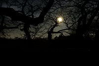 Light between trees