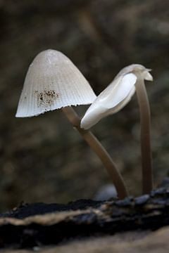 Nahaufnahme einer blassgelben Mycena oder Atheniella flavoalba, einer Pilzart aus der Familie der Mycenaceae von W J Kok