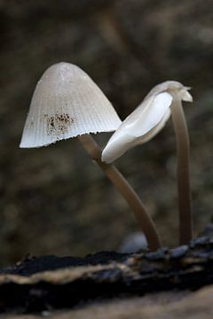 Closeup van een bleekgele mycena of Atheniella flavoalba een  paddenstoelensoort uit de familie Mycenaceae van W J Kok