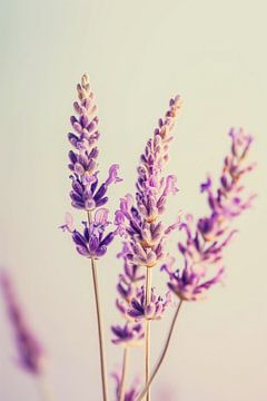 Lavendel licht magie