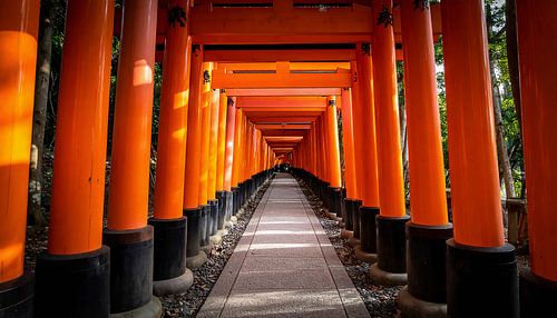The orange-coloured torii gates by Mustafa Kurnaz