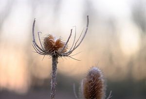 Abgebrochene Distel