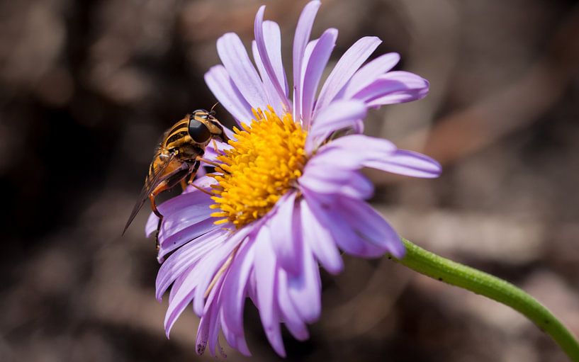 zweefvlieg op paarse aster by mick agterberg