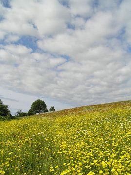 Ein blühendes Feld unter einem bewölkten Himmel von Claude Laprise