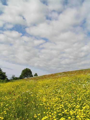 Een bloeiend veld onder een bewolkte hemel