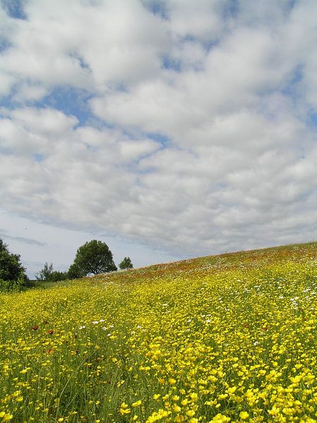 A blooming field under a cloudy sky by Claude Laprise