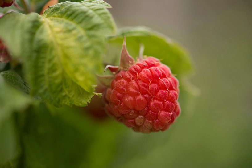 Himbeere van Stefan Heesch