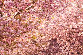 Kirschblüte in Bonn von Jiri Viehmann