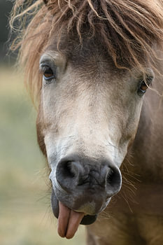 Portrait amusant d'un cheval brun