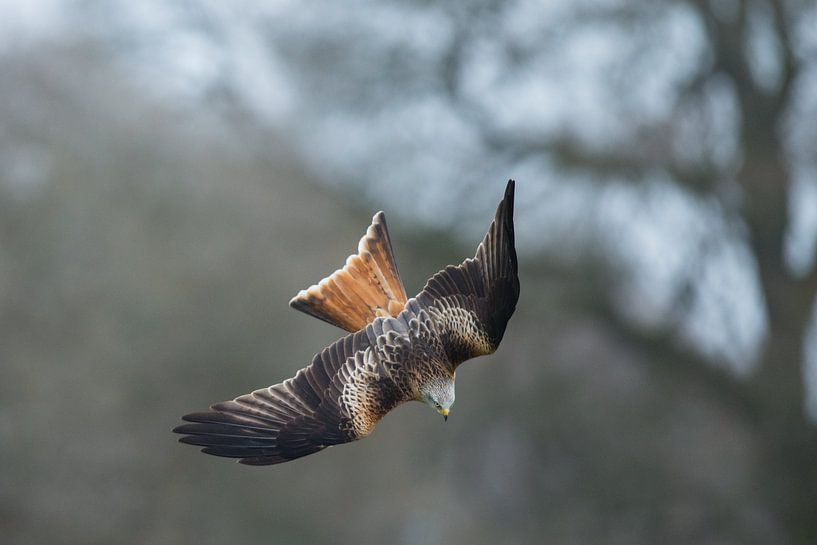 Rode Wouw in duikvlucht in Engeland van Jeroen Stel