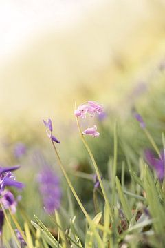 Hyacinth Forest