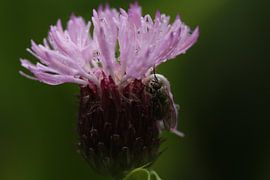 Beauty and the beast by Kathleen Gouw