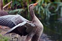 De poëzie van de grijze gans