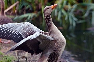 De poëzie van de grijze gans van Silva Wischeropp