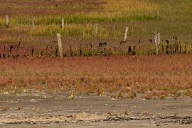 L'automne dans le marais salant de Striep sur Arie Jan van Termeij