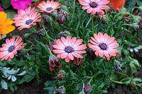 Bunte spanische Marguerite