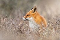 Red Fox on the lookout!