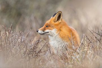 Red Fox on the lookout!