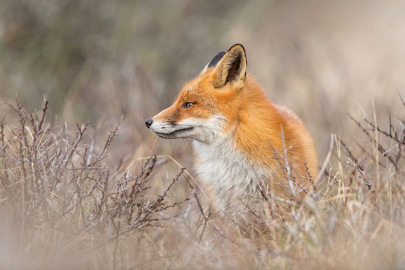 Rotfuchs auf der Lauer! von Robert Kok