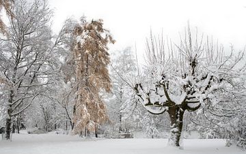 Bomen in de sneeuw
