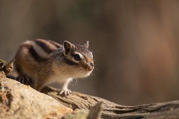 Squirrel portrait by Steffie van der Putten