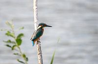 Eisvogel