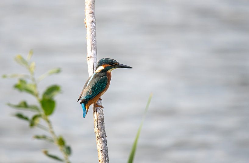 kingfisher by Jean's Photography