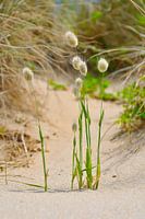 Gras in de duinen