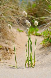 Gras in den Dünen von Denis Feiner