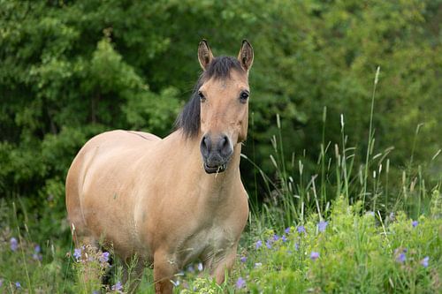 Pony in het veld